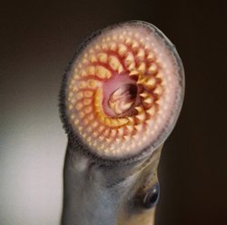 sea lamprey jawless suction cup mouth